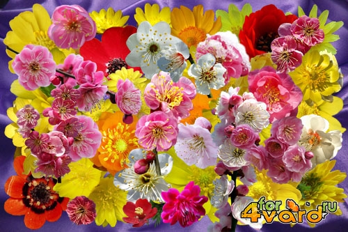 Клипарт Разрозненные цветочки японской сливы и адониса 