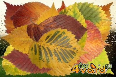 Клипарт Багрянец и золото осенних листьев