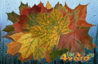 Клипарт Осенняя мозаика листьев клена 